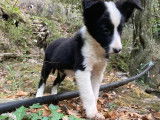 Vente de Chiots Border Collie de 2021, 1 mâle et 2 femelles non LOF