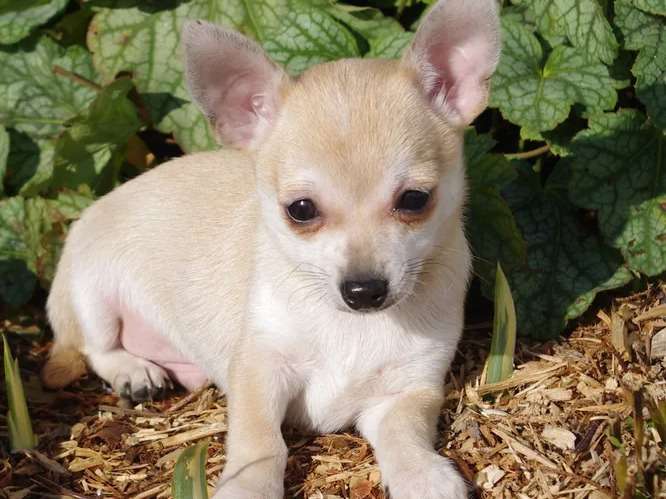 À vendre, deux chiots Chihuahua mâles de couleur beige à poil court (non LOF)