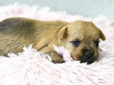Réservation de chiots Cairns Terrier (LOF)