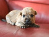 Réservation de chiots Cairns Terrier (LOF)