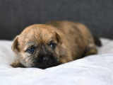 Réservation de chiots Cairns Terrier (LOF)