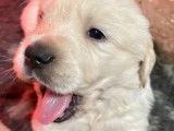 &Agrave; vendre, 2 chiots Golden Retriever m&acirc;les (LOF)