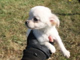 Deux chiots Chihuahua femelles blanches (non LOF), à vendre