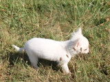 Deux chiots Chihuahua femelles blanches (non LOF), à vendre