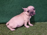 2 Chiots bouledogues Français au pelage blanc à vendre (non LOF)