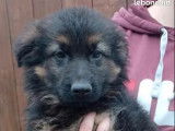 À réserver, trois chiots Berger Allemand marron et noir (non LOF)