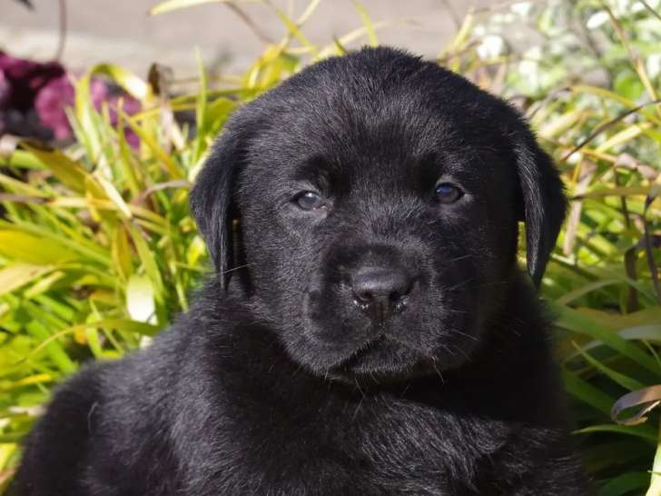 À vendre, un chiot Labrador Retriever noir mâle (non LOF)