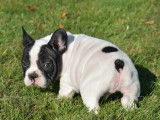 À vendre, deux chiots Bouledogue Français mâles de couleur noir et blanc (LOF)