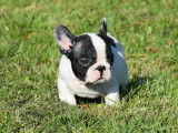 À vendre, deux chiots Bouledogue Français mâles de couleur noir et blanc (LOF)