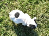 À vendre, deux chiots Bouledogue Français mâles de couleur noir et blanc (LOF)