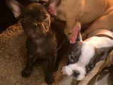 À vendre, deux chiots Bouledogue Français mâles (non LOF)