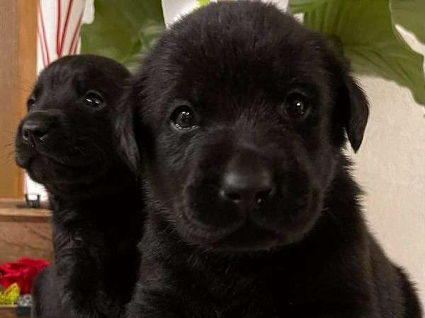 7 chiots noir (LOF) de race Labrador Retriever d'octobre 2021 mis en réservation