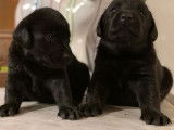 7 chiots noir (LOF) de race Labrador Retriever d'octobre 2021 mis en réservation