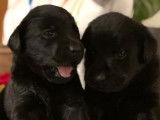 7 chiots noir (LOF) de race Labrador Retriever d'octobre 2021 mis en réservation