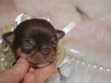 Chiots Chihuahua LOF à réserver