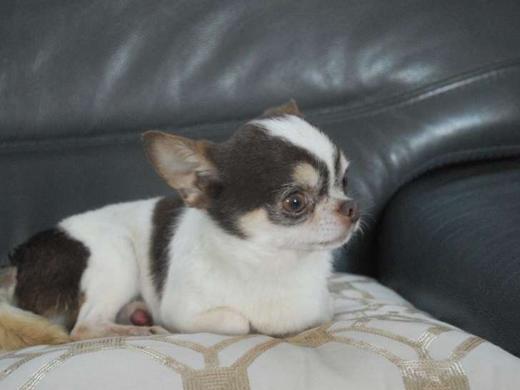 Beau mâle Chihuahua marron et blanc à vende