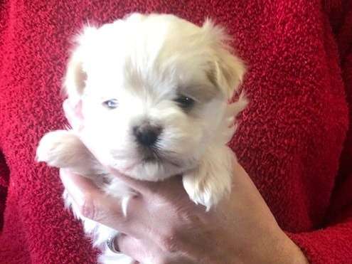 Chiots Bichon Maltais LOF à réserver