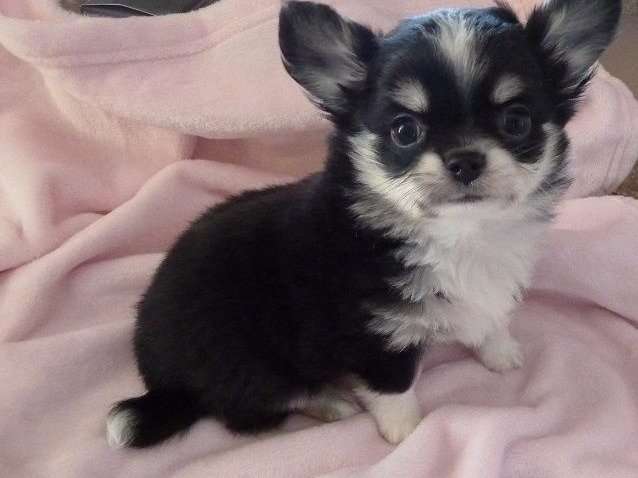 Chiot Chihuahua noir et blanc LOF à vendre