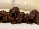 Chiots de race Setter Irlandais à vendre (5 femelles & 5 mâles)
