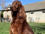 Chiots de race Setter Irlandais à vendre (5 femelles & 5 mâles)