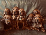 Chiots de race Setter Irlandais à vendre (5 femelles & 5 mâles)