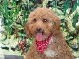 Portée chiots de race Bichon Havanais à réserver