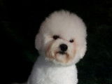 Magnifique étalon Bichon Frisé LOF disponible pour saillie