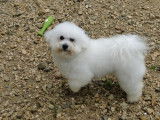 Magnifique étalon Bichon Frisé LOF disponible pour saillie