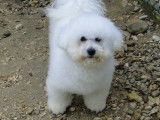 Magnifique étalon Bichon Frisé LOF disponible pour saillie