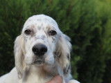 Chiots Setter Anglais LOF à vendre