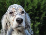 Chiots Setter Anglais LOF à vendre