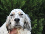 Chiots Setter Anglais LOF à vendre