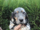 Chiots Setter Anglais LOF à vendre