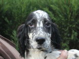 Chiots Setter Anglais LOF à vendre