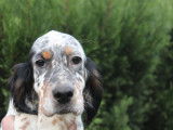 Chiots Setter Anglais LOF à vendre