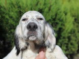 Chiots Setter Anglais LOF à vendre