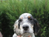 Chiots Setter Anglais LOF à vendre
