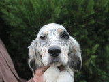 Chiots Setter Anglais LOF à vendre