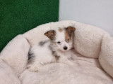 Vente d’un chiot croisé Fox Terrier Yorkshire mâle tricolore non LOF