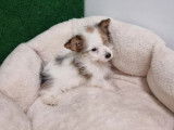 Vente d’un chiot croisé Fox Terrier Yorkshire mâle tricolore non LOF