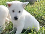 5 chiots Kishu à vendre, blancs LOF 2021 mâles et femelles