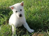 5 chiots Kishu à vendre, blancs LOF 2021 mâles et femelles