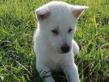 5 chiots Kishu à vendre, blancs LOF 2021 mâles et femelles