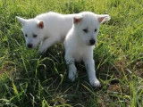 5 chiots Kishu à vendre, blancs LOF 2021 mâles et femelles
