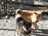 Bébés shiba inu LOF