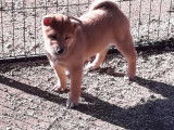 Bébés shiba inu LOF