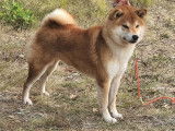Bébés shiba inu LOF