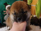 Bébés shiba inu LOF