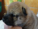 Bébés shiba inu LOF