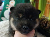 Bébés shiba inu LOF